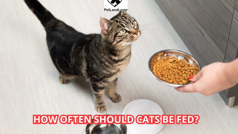 How often should cats be fed?