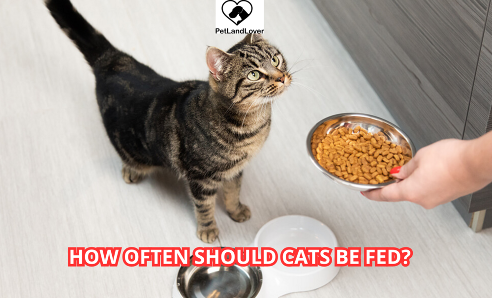 How often should cats be fed?