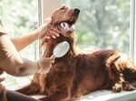 How Often Should You Brush Your Dog?