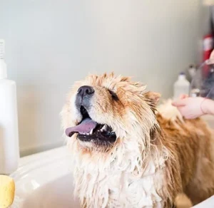 How Often Should You Brush Your Dog?