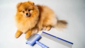 How Often Should You Brush Your Dog?