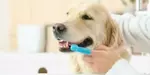 How Often Should You Brush Your Dog?