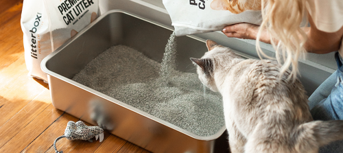 how often to change clumping litter