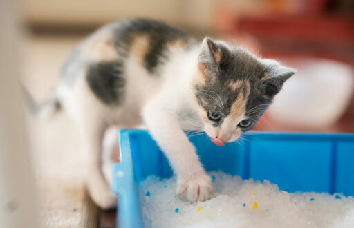 how often to change clumping litter