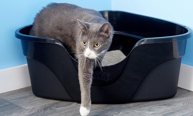 how often to change clumping litter