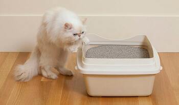 how often to change clumping litter