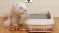 How Often to Change Clumping Litter? A Comprehensive Guide