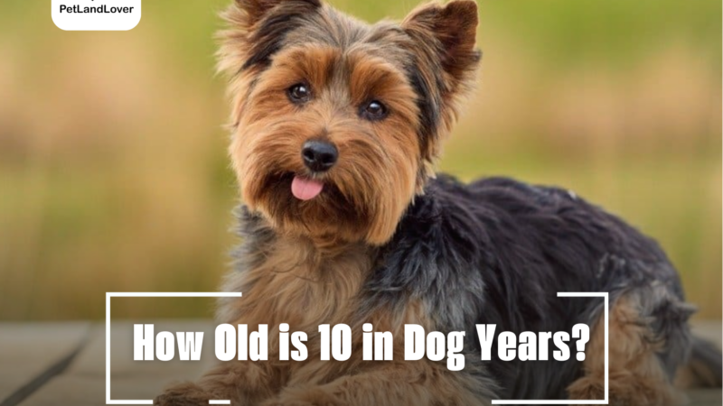 How Old is 10 in Dog Years?