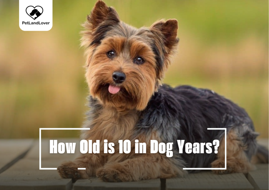 How Old is 10 in Dog Years?