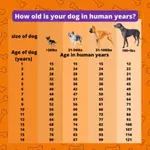 How Old is 10 in Dog Years?