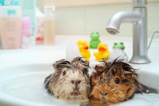 how to stop indoor guinea pigs smelling