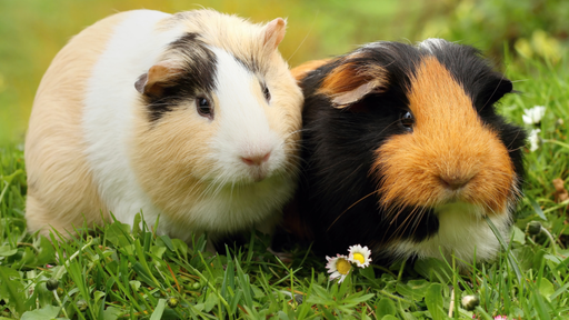 how to stop indoor guinea pigs smelling