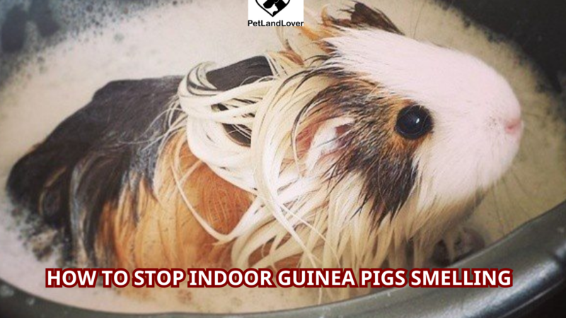 How to Stop Indoor Guinea Pigs Smelling?