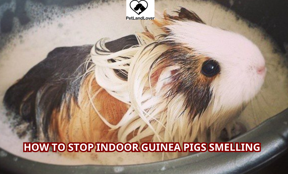 How to Stop Indoor Guinea Pigs Smelling?