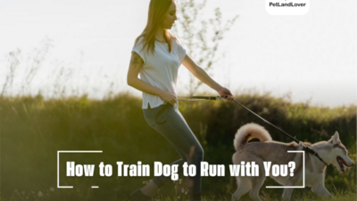 How to Train Dog to Run with You?