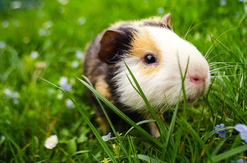 Interpreting the Meaning of Guinea Pig Sounds