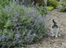 Is Catmint Poisonous