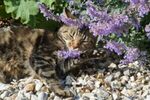 Is Catmint Poisonous