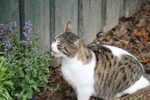 Is Catmint Poisonous