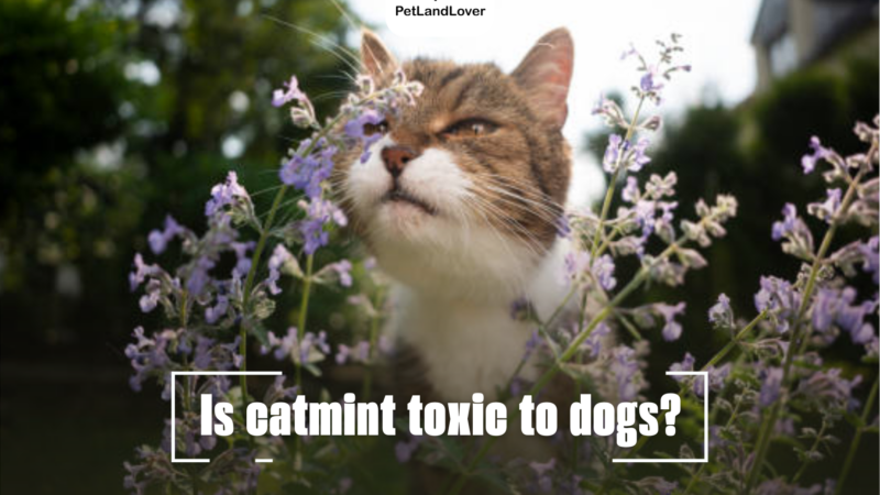 Is catmint toxic to dogs? 