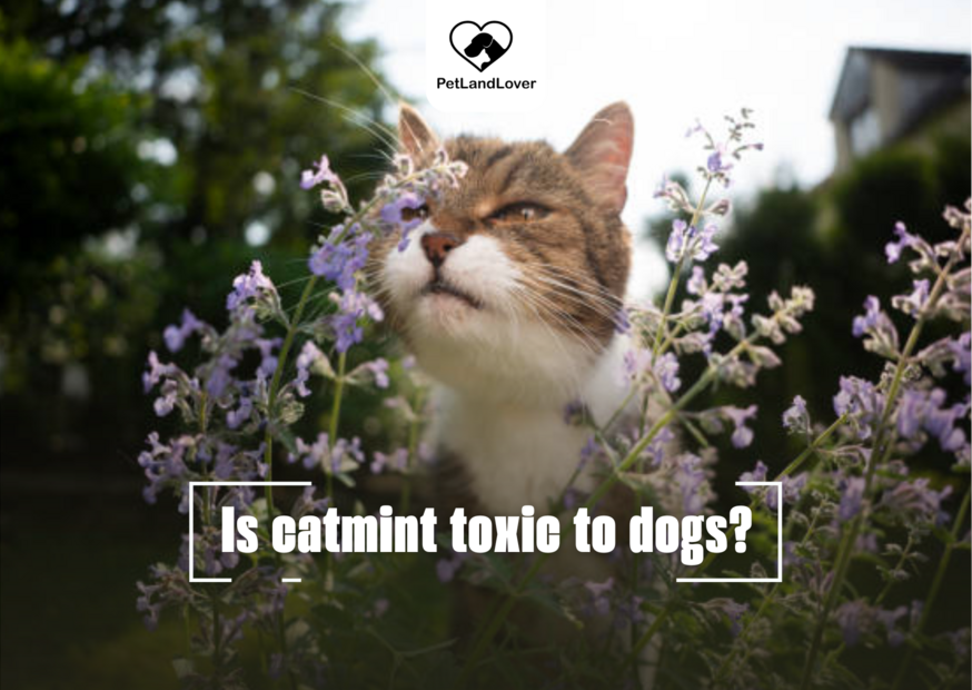 Is catmint toxic to dogs? 