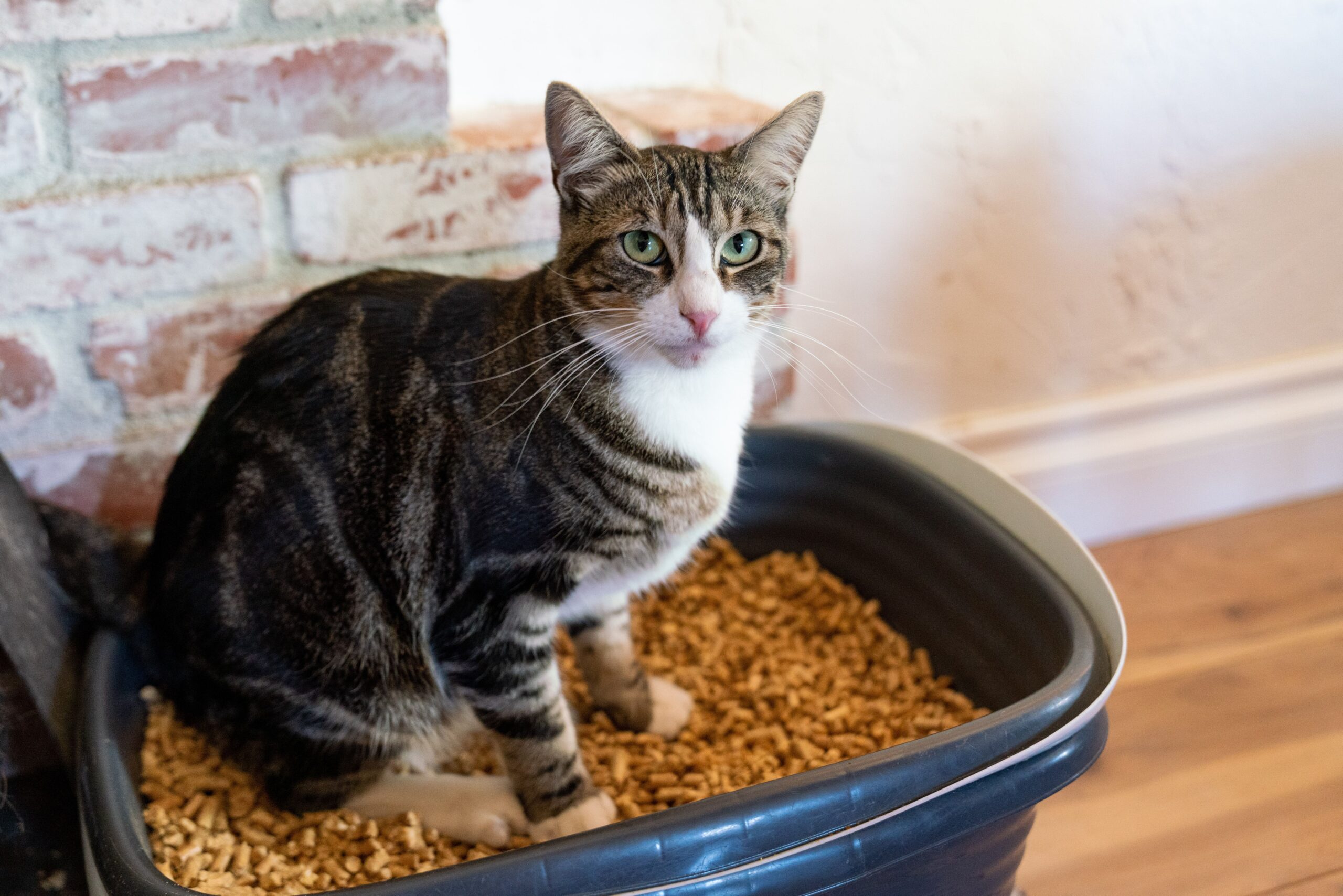 is wood litter safe for cats