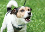 Jack Russell Terrier