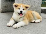 akita dog