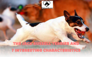 THE JACK RUSSELL TERRIER AND 7 INTERESTING CHARACTERISTICS