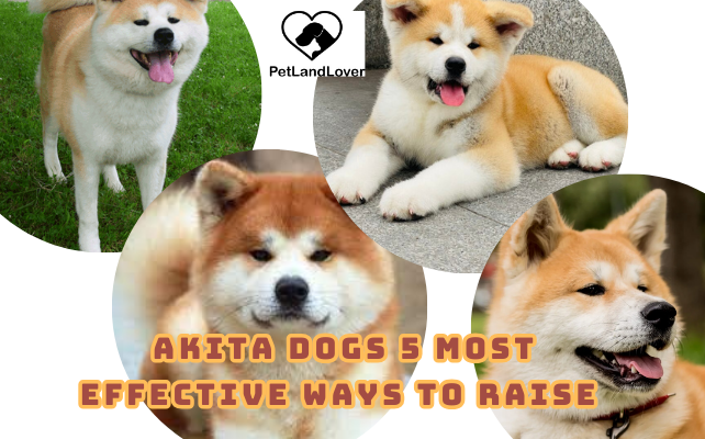 AKITA DOGS 5 MOST EFFECTIVE WAYS TO RAISE