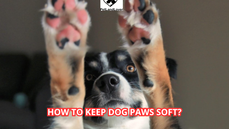 How to Keep Dog Paws Soft?