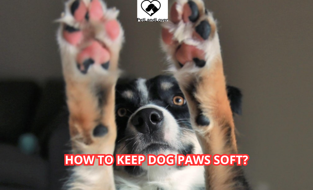 How to Keep Dog Paws Soft?