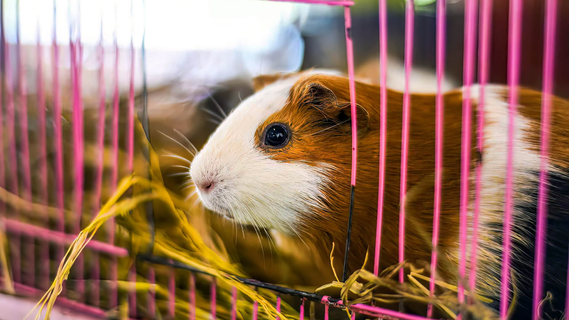 How to keep guinea pigs from smelling?