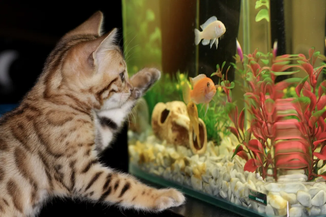 The Allure of Fish Tanks for Cats