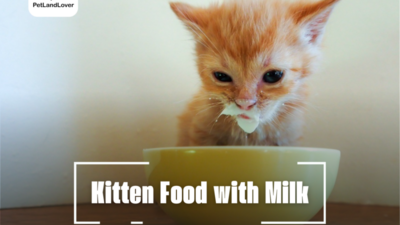 Kitten Food with Milk