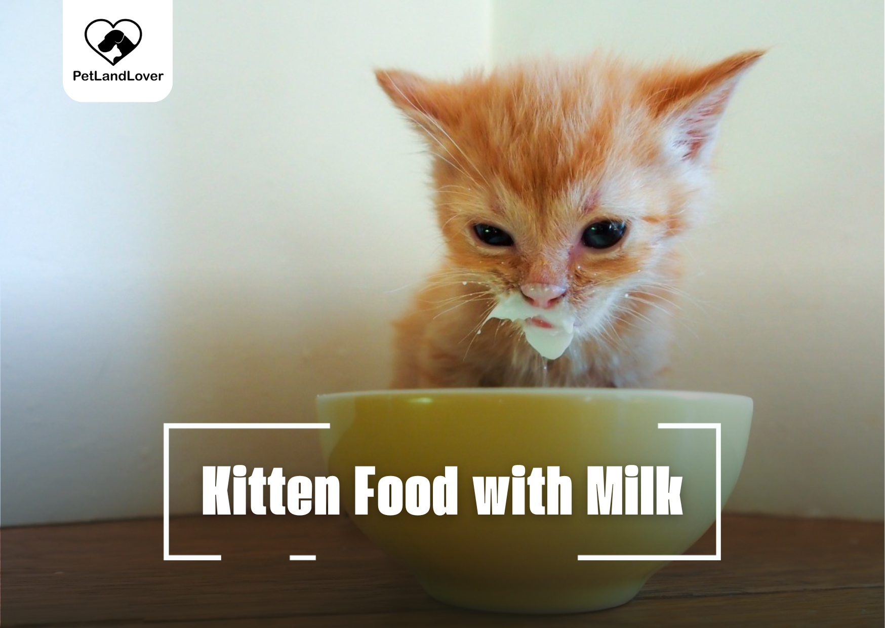 Kitten Food with Milk