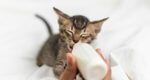 Kitten Food with Milk