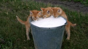 Kitten Food with Milk