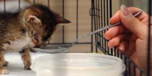 Kitten Food with Milk