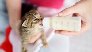 Kitten Food with Milk