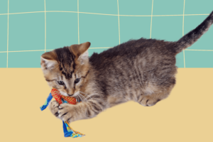 kitten teething toys