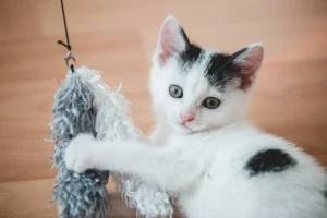 kitten teething toys