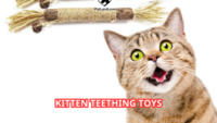 Kitten Teething Toys