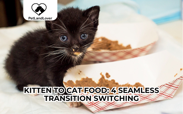 Kitten to Cat Food: 4 Seamless Transition Switching