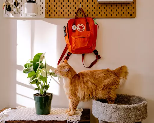 kitty litter compost bin