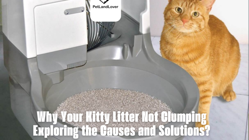 Why Your Kitty Litter Not Clumping Exploring the Causes and Solutions?