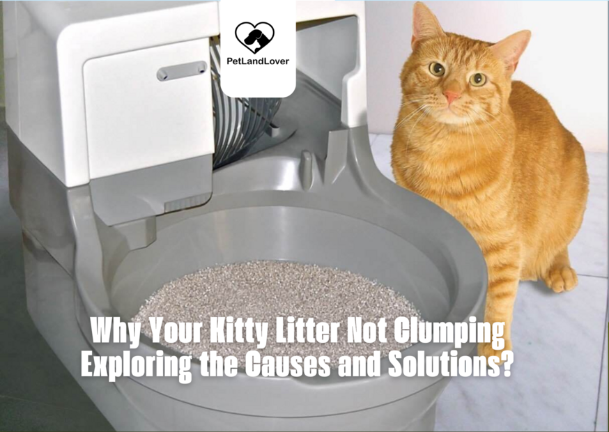 Why Your Kitty Litter Not Clumping Exploring the Causes and Solutions?