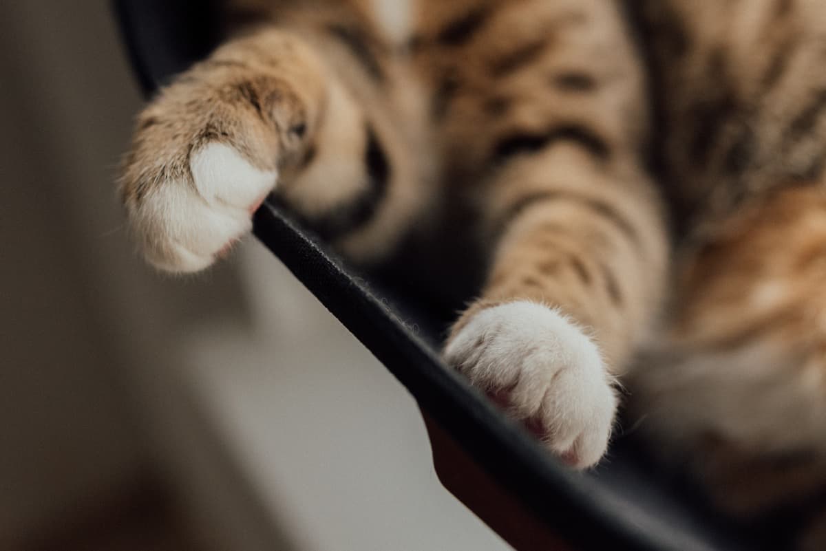 litter sticking to cats paws