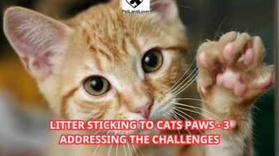 Litter sticking to cats paws – 3 Addressing the Challenges