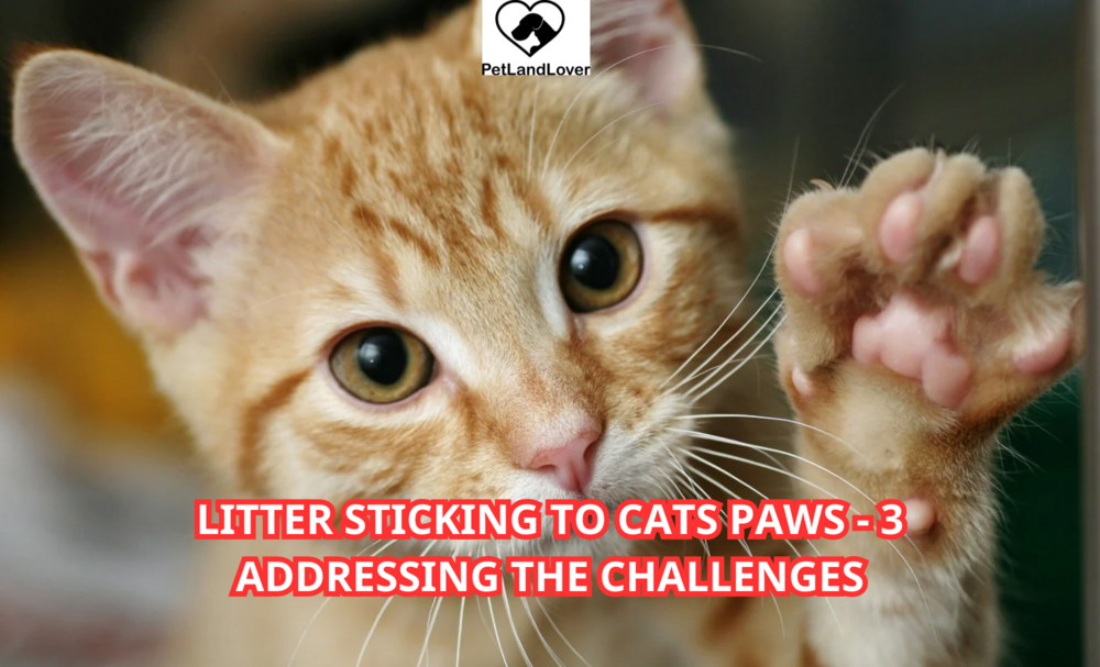 Litter sticking to cats paws – 3 Addressing the Challenges